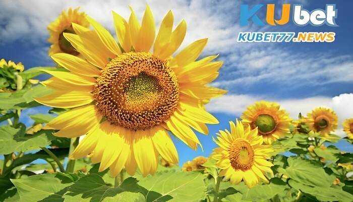Hoa luôn là biểu tượng của sự đẹp đẽ, thành công và hạnh phúc của con người