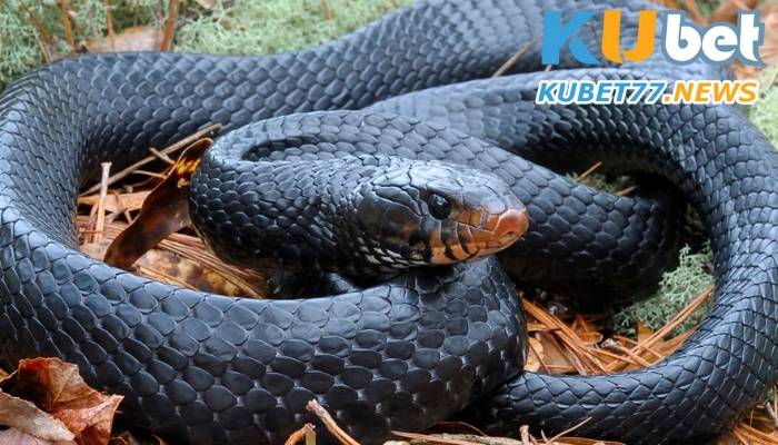 Ngủ thấy rắn hổ mang không cụ thể