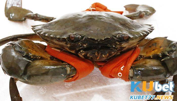 Mơ thấy cua đại diện cho sức khoẻ tốt
